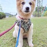元野犬の女の子　ずっとの家族募集中 サムネイル2