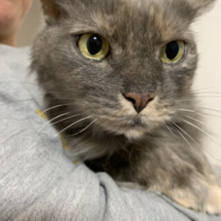 綺麗な長毛の女の子イツカちゃん♀3歳