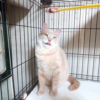 食いしん坊で甘えん坊のクリーム猫