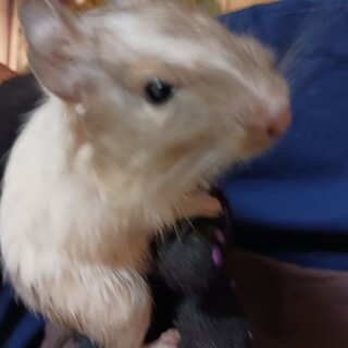 希少色デグー　4匹　３ヶ月　♂　