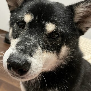 【急募】黒柴 女の子 6歳 かなりスリム