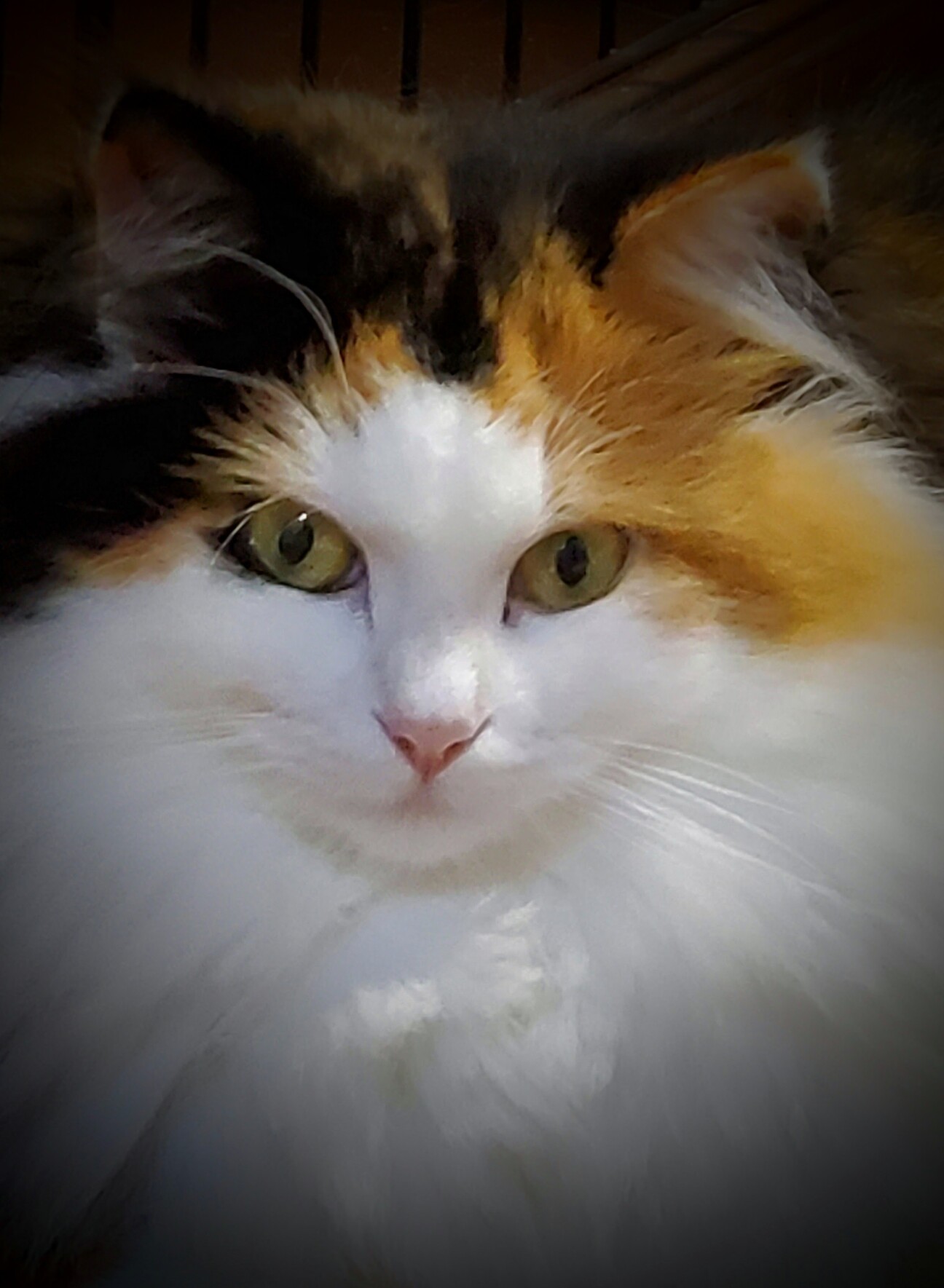 純粋ノルウエージャン三毛」滋賀県 - 猫の里親募集(487594) :: ペット