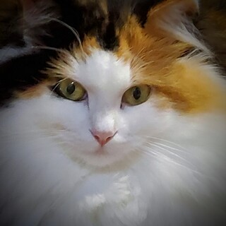 純粋ノルウエージャン三毛」滋賀県 - 猫の里親募集(487594) :: ペット