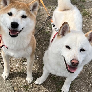 【急募】赤柴 白柴 女の子 6歳 人も犬も好きな子