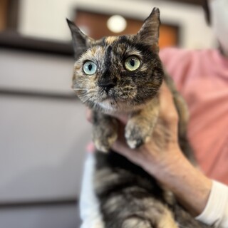 さび猫　ミグ　メス　1歳