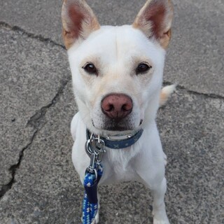 繊細で賢い甘えん坊なイケワン、ドゴ