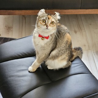 元気いっぱい子猫