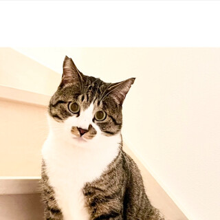 ベンガル風の猫好き由太くん