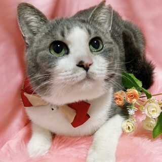 猫が好き！グレーのハチワレ『もみじちゃん』