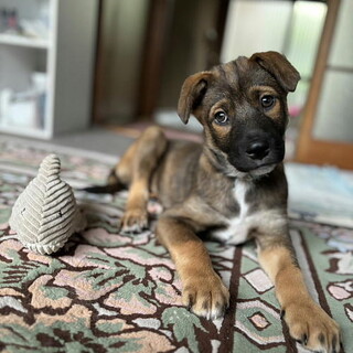 生後3カ月・人が大好き甘えん坊おす子犬