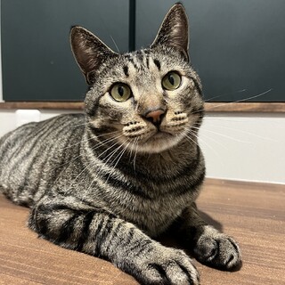 キジ　男の子　推定3歳