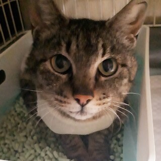 交通事故に合いながらも必死に生きていた猫さん