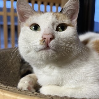 三毛猫　女の子 　推定10ヶ月