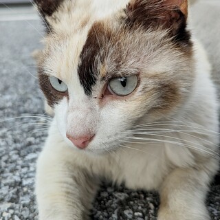 ✨里親希望者サマと調整中✨