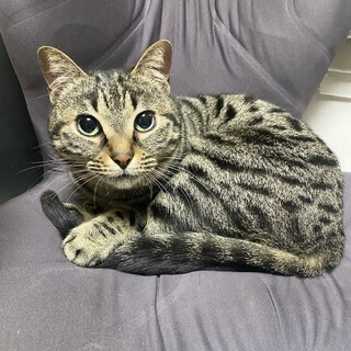 甘えっ子のキジトラ女の子です