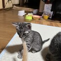 生後1.5ヶ月の子猫です