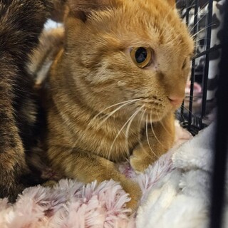 モグ　メス　１歳