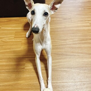 人懐っこい優しい女の子のウィペットです！