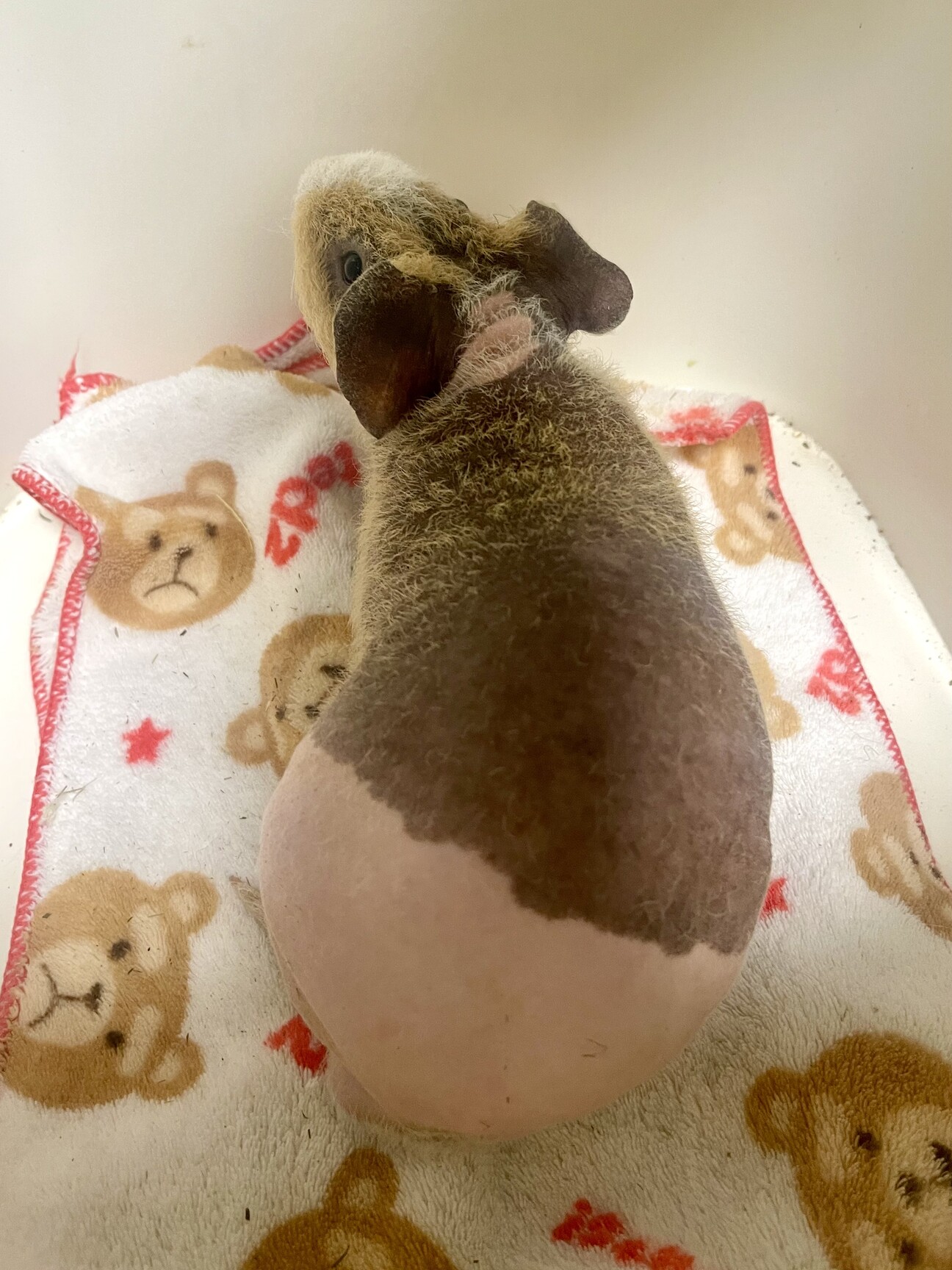 スキニーギニアピッグの男の子！ サムネイル1