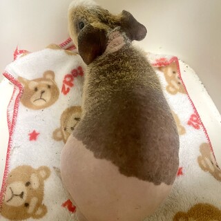 スキニーギニアピッグの男の子！