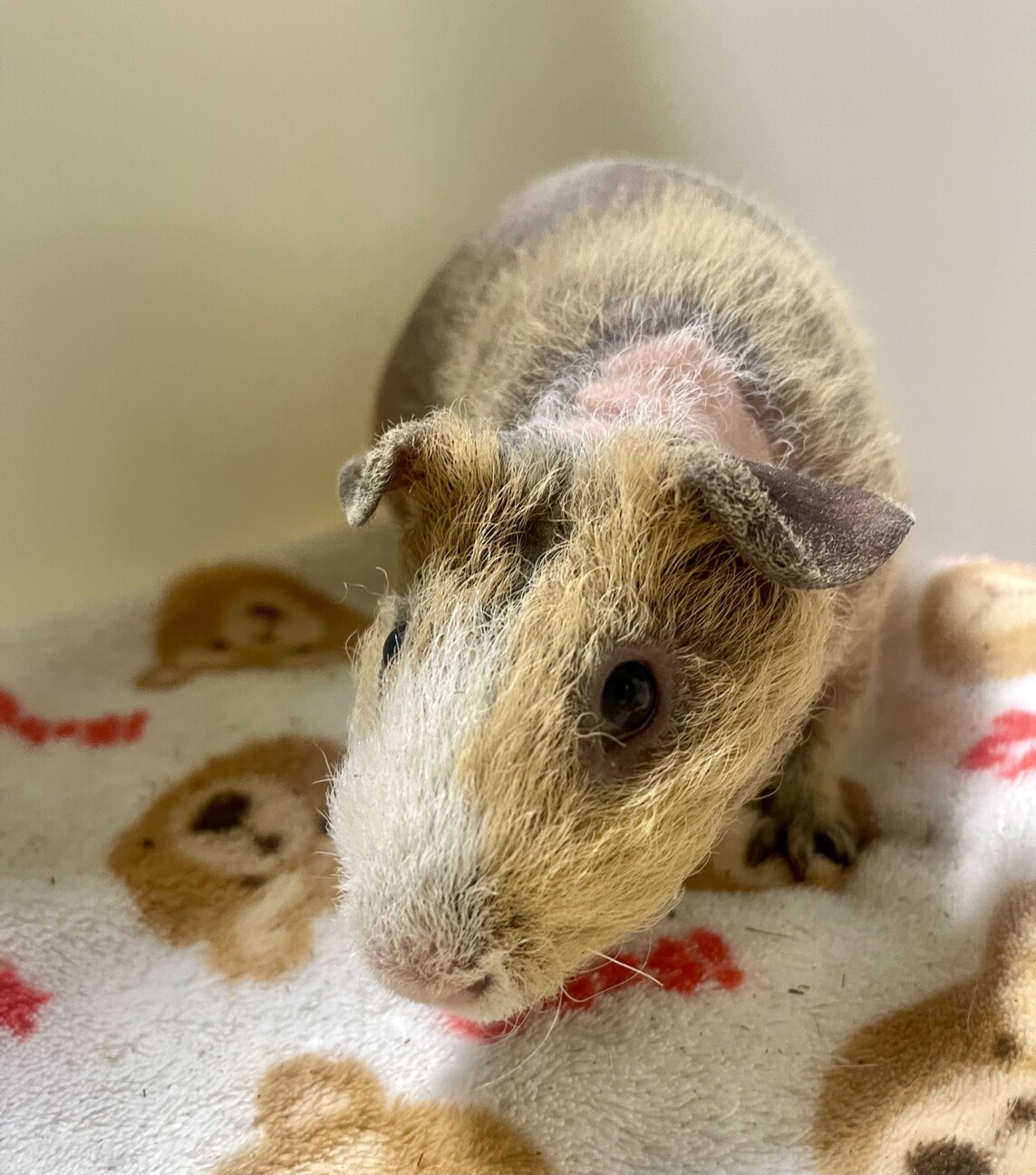 スキニーギニアピッグの男の子！ サムネイル2