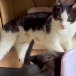 優しくて美人♡甘えん坊の白黒ハチワレ女の子♡