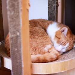 ぐっすりかや君