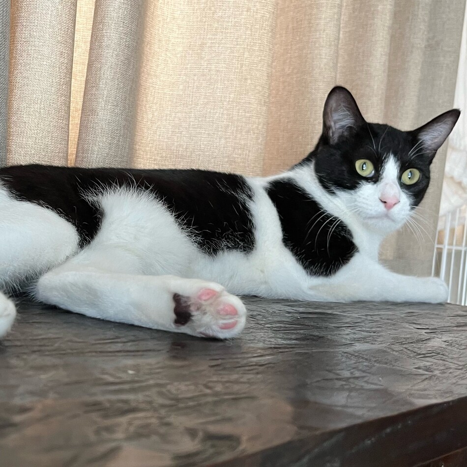 シュシュのカバー写真