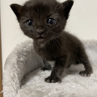 【兄弟譲渡】黒の白混じりちゃん