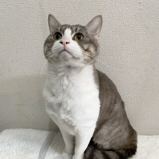 2021年8月生、ザバ白♂ティラノくん