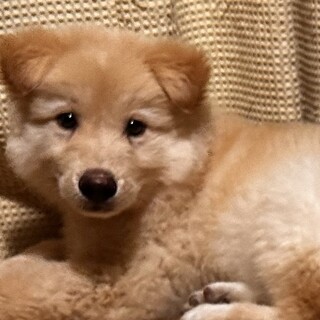 【里親様決定】ケビン♂の幸せが見つかりました♡