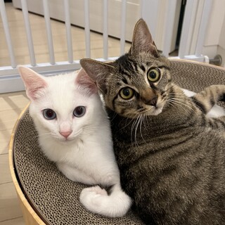 初心者可甘えん坊兄弟