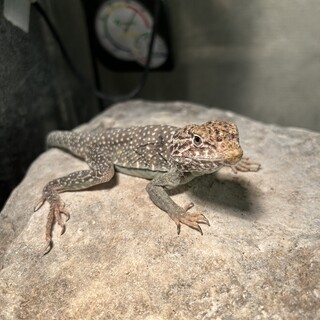 クビワトカゲ　凪くん　2匹同時にお願いします