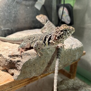 クビワトカゲ　檸くん　2匹同時にお願いします