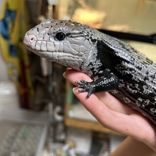 【一時中断中】アザンオオアオジタトカゲ　焚　難あり