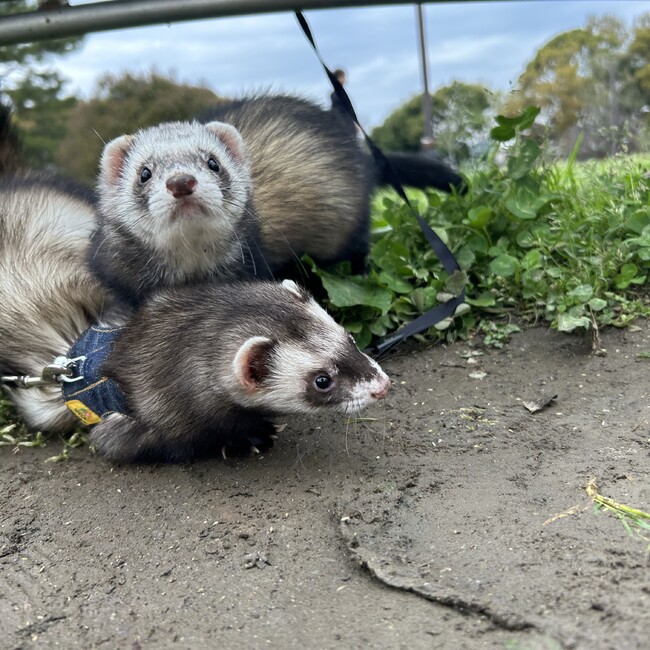 だいふく餅のカバー写真