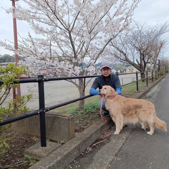 ハクさくらのカバー写真