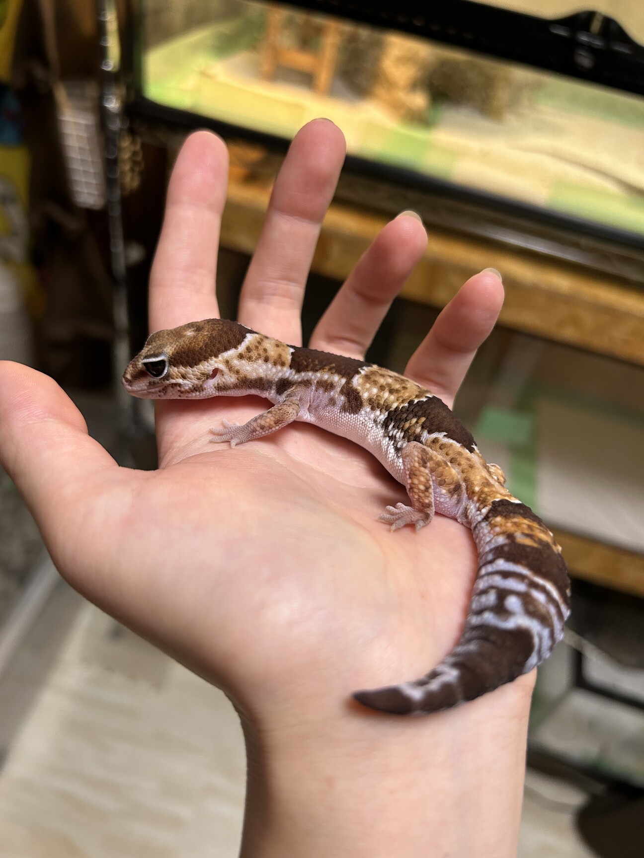 一時停止ニシアフリカトカ」長崎県 - 爬虫類・他の里親募集(487643