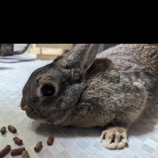 ゲージ付き！   4歳のうさぎくん