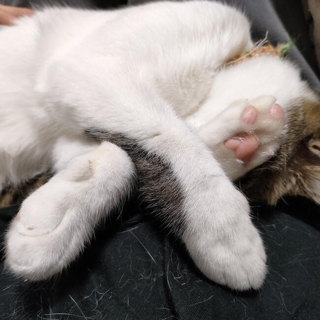 みつみつみつばのカバー写真