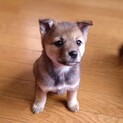 1ヶ月半のよく慣れたかわいい「メリちゃん」