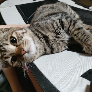 キジサビトラ★5〜6ヶ月女の子人懐こいです