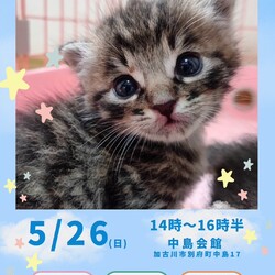 ごんまるキャット猫の譲渡会