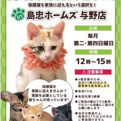 保護猫の譲渡会 サムネイル1