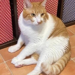 こまめ君の貫禄