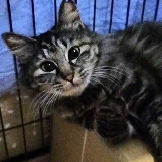 猫嫌いな猫♡私らしくいられるお家はどこ？