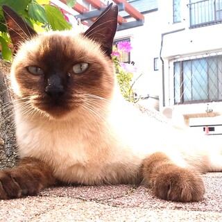 単身者歓迎❤超ツンデレシャム猫の「チーコ」❤女の子