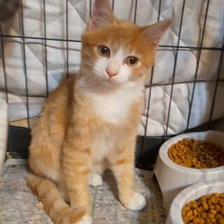 おとなしく優しく可愛い茶白ネコ！