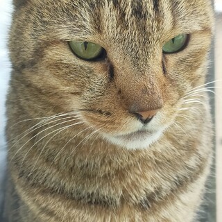 優しくて超イケメン❤キジ猫の「レオ」❤男の子