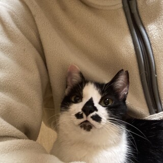 多頭飼育崩壊レスキュー　ココア　メス